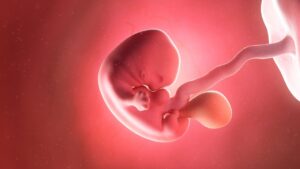Embryology in the Quran, Quran and embryology, Embryonic stages in Quran, Human development in Islam, Stages of fetus in Quran,Ensoulment in islam