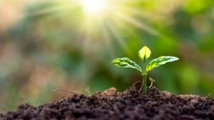 Prophet Muhammad ﷺ’s Environmental Sustainability,