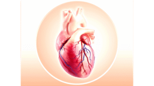 islamic discovery of blood circulation,Ibn al-Nafis blood circulation,Qur’anic metaphors circulation,pre-Harvey blood circulation theory,Avicenna heart function insights,